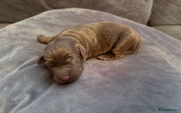Labradoodle dogs for sale:  Rare Merle Labradoodle Puppies ready 25/10/25 - Image 16