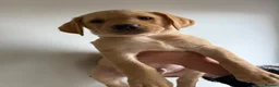 Labrador Retriever dogs for sale: Stunning working Labrador puppies READY TO LEAVE!  - Advert 6