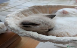 Ragdoll cats for sale: Ragdolls Kitten looking for sweet home - Advert 5