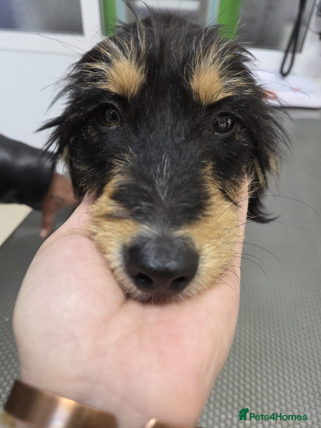 Mixed Breed dogs for adoption: Terrier Mix, 1 year Old Leyla is Ready for Adopt - Advert 2