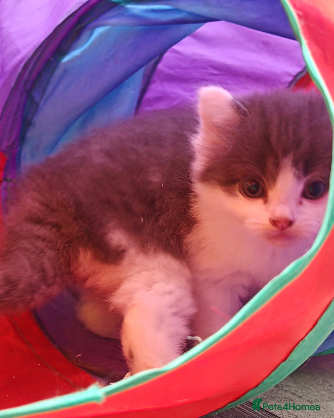 Mixed Breed cats for sale: Adorable half persian Kittens for Sale🐾 - Advert 6