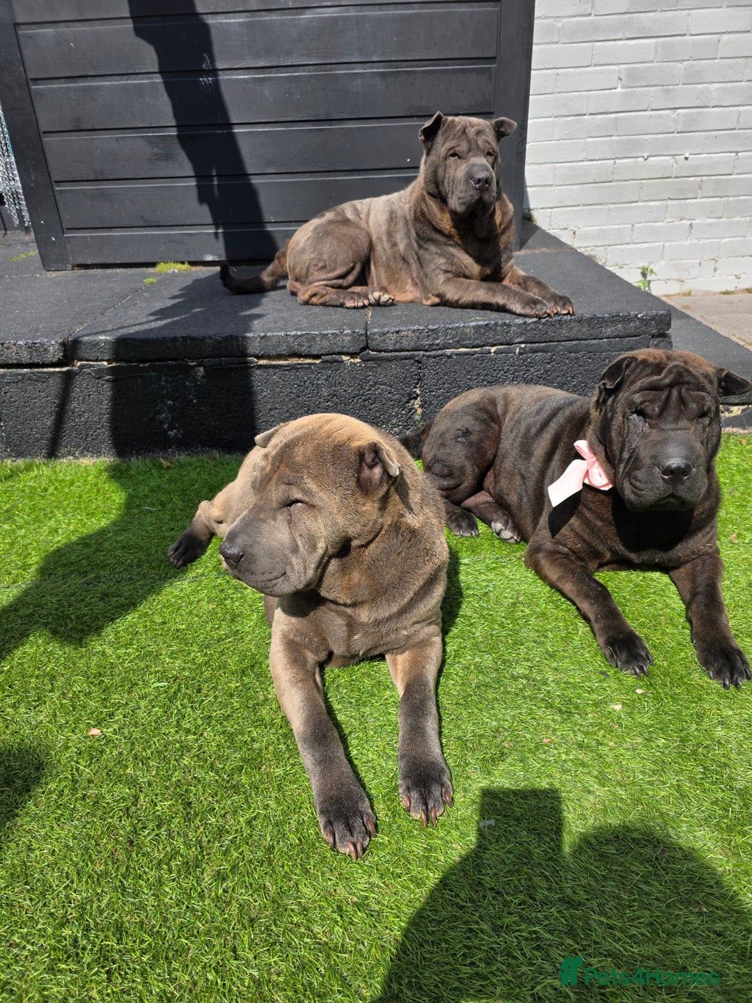Shar Pei dogs for sale: 2 lovely shar pei looking for new home - Image 4