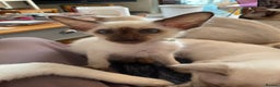 Balinese cats for sale: Beautiful Pedigree Balinese Kittens - Advert 6