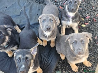 German Shepherd dogs - Advert 28