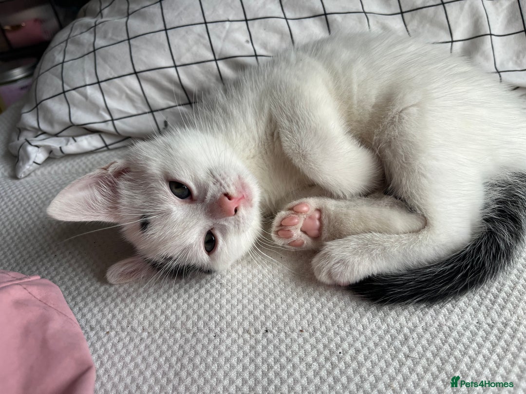 Mixed Breed cats for sale: 4 beautiful kittens 😻 - Advert 6