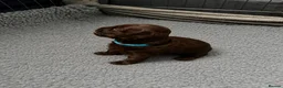 Chihuahua dogs for sale: Adorable Chihuahua Puppies 7 Weeks Old  Ready Soon in London - Advert 6