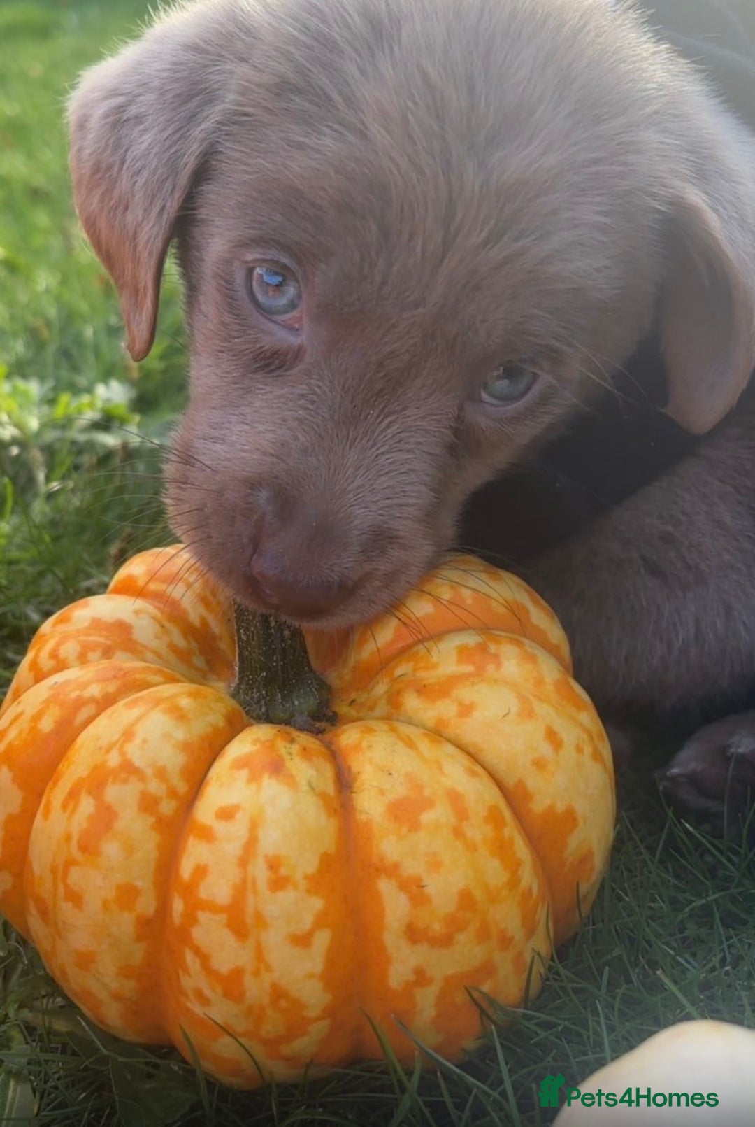 Labrador Retriever dogs for sale: Stunning silver lab puppies  - Image 7