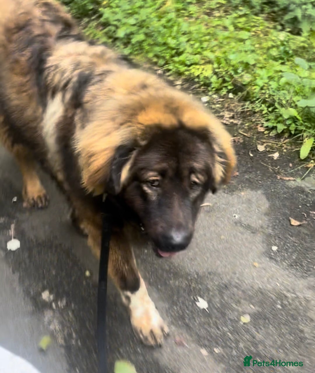 Caucasian Shepherd Dog dogs for sale: 12 month old Caucasian shepherd - Advert 4