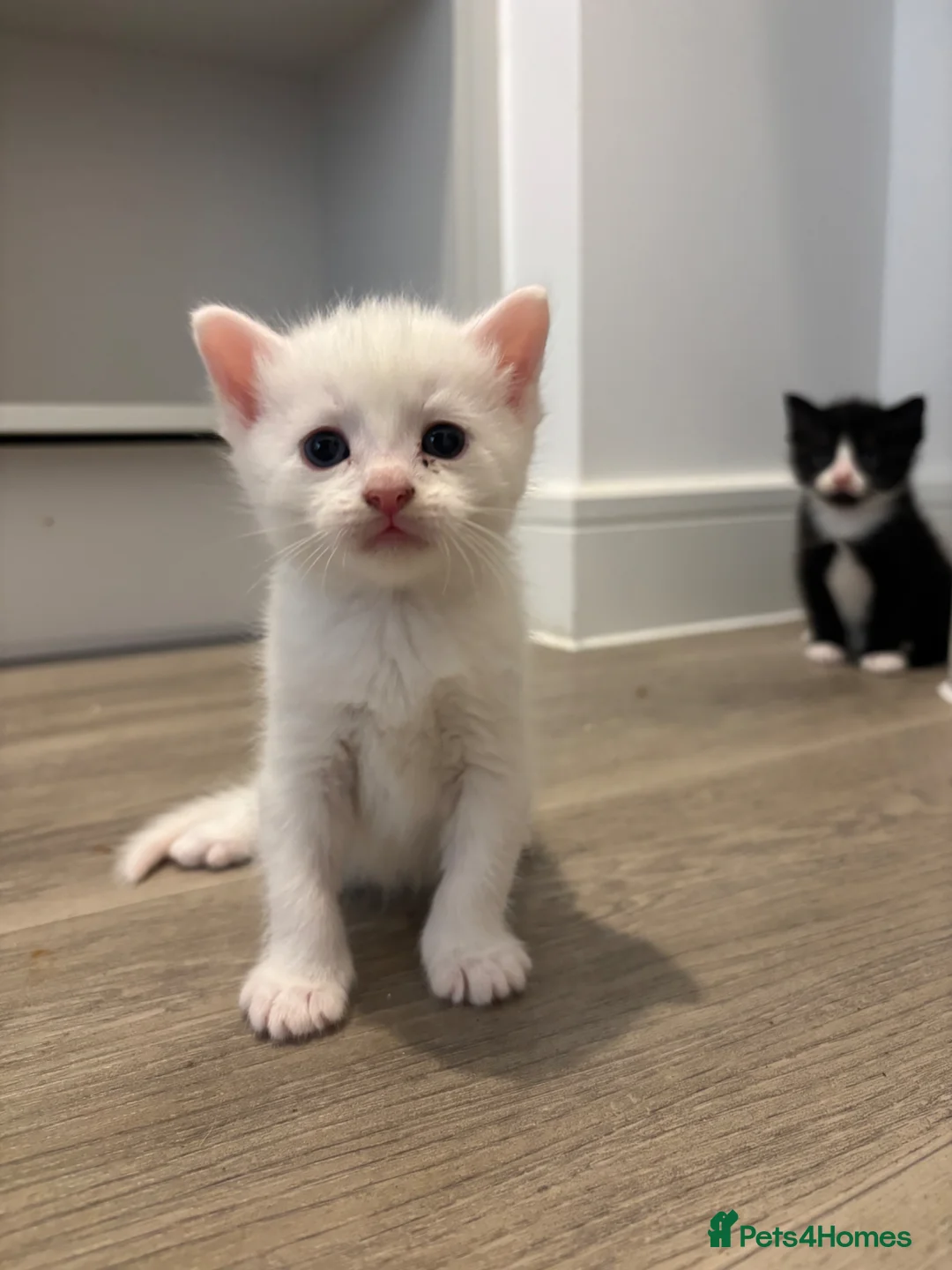 Mixed Breed cats for sale: TURKISH ANGORA / MAIN COON - Advert 2