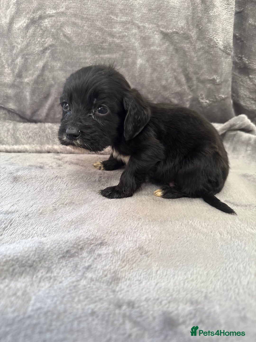Cocker Spaniel dogs for sale: Cocker spaniel pups  - Advert 8