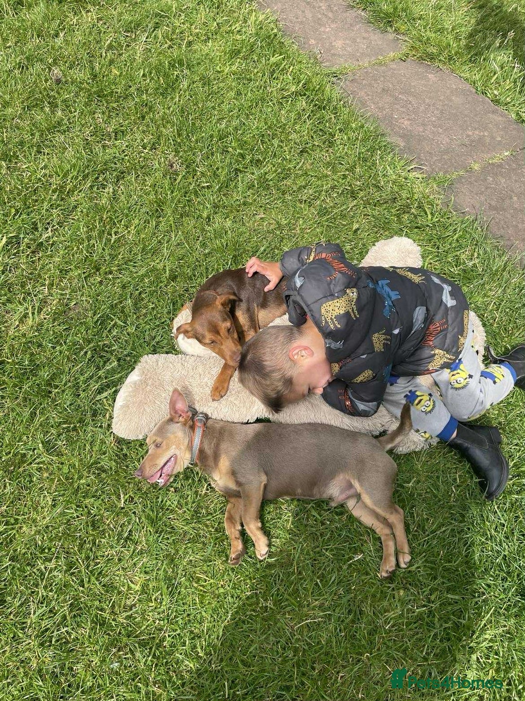 Jack Russell dogs for sale: Russell Pinscher - Advert 5