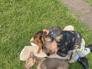 Jack Russell dogs Russell Pinscher - Advert 2