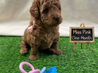 Cockapoo dogs Gorgeous Tiny Cockapoo mix:Asian Poodle & cockapoo - Advert 13