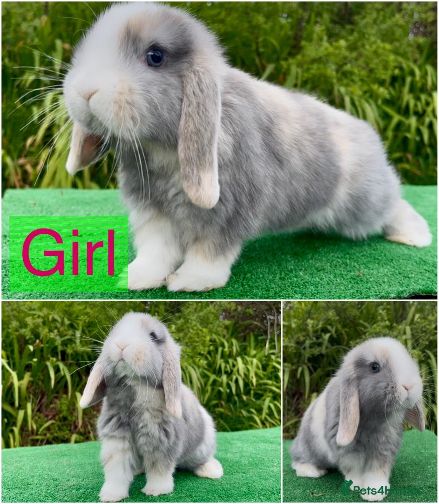 Mini Lop rabbits Baby mini lops ready now - Advert 14