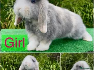 Mini Lop rabbits Baby mini lops ready now - Advert 14