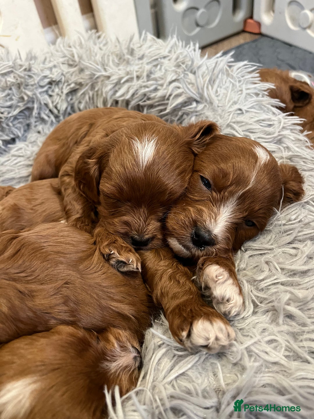 Cavapoo dogs for sale: Merlesque ⭐️⭐️⭐️⭐️⭐️F1 Cavapoos 200 DNA - Image 18