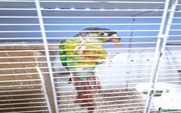 Conures birds for sale: Pair of conures - Image 2
