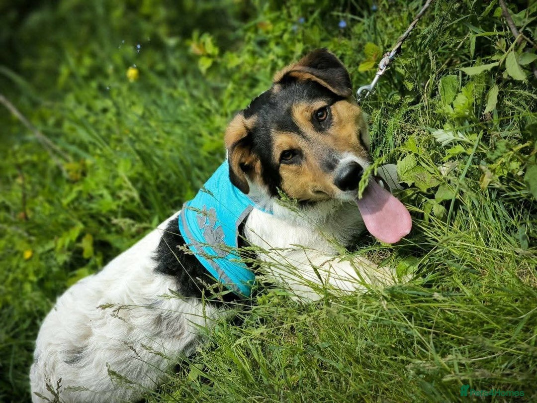 Mixed Breed dogs for adoption: 💙🐶 CASPER 🐶💙 - Image 16