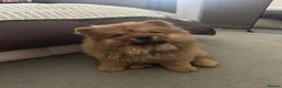 Chow Chow dogs for sale: Beautiful KC Registered Red Chow Chow Girl - Advert 2
