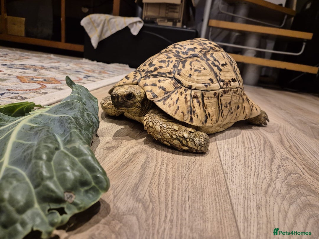 Tortoise reptiles for sale: Leopard Tortoise - Image 10