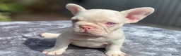 French Bulldog dogs for sale: 7 beautiful French bulldog puppies  - Advert 13