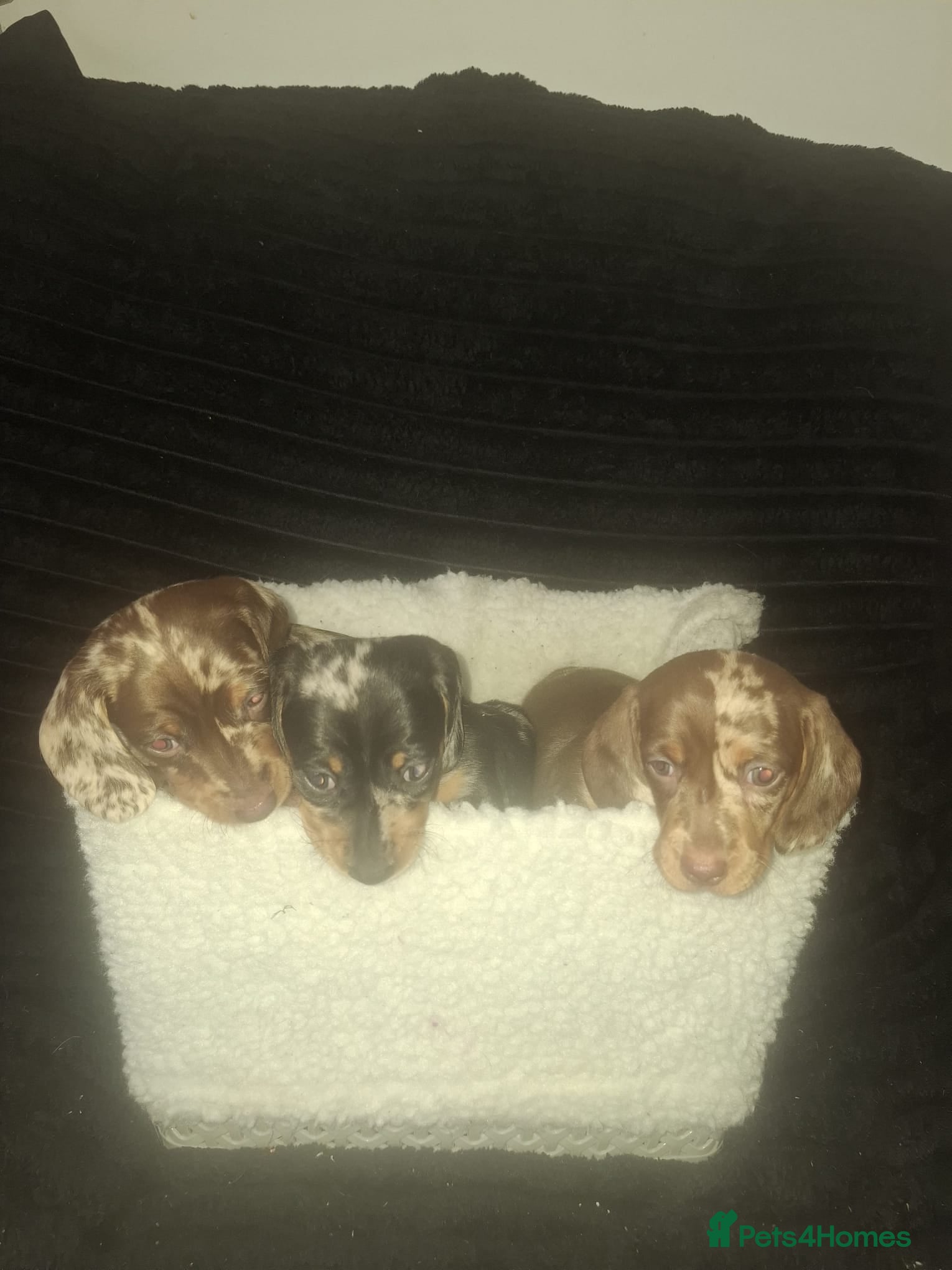 Dachshund dogs for sale: Dachshund puppys - Advert 11