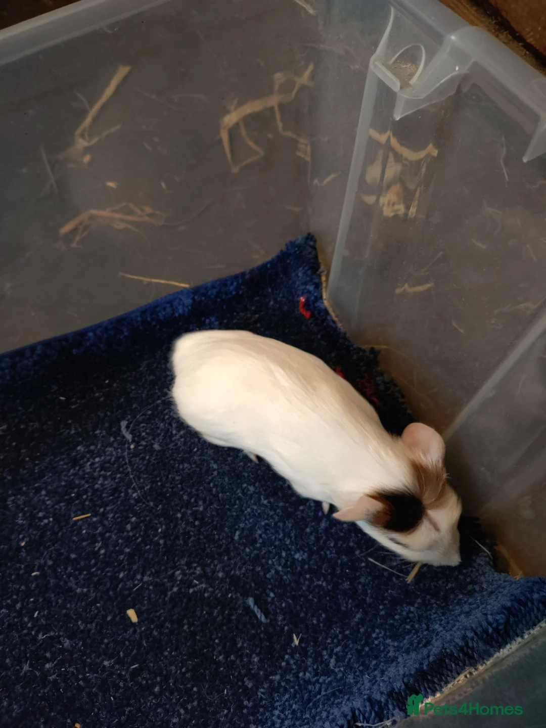 Guinea Pig rodents for sale: Baby male guinea pigs and females  - Advert 6
