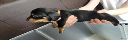 Miniature Dachshund dogs for sale: Dachshund puppies - Advert 18