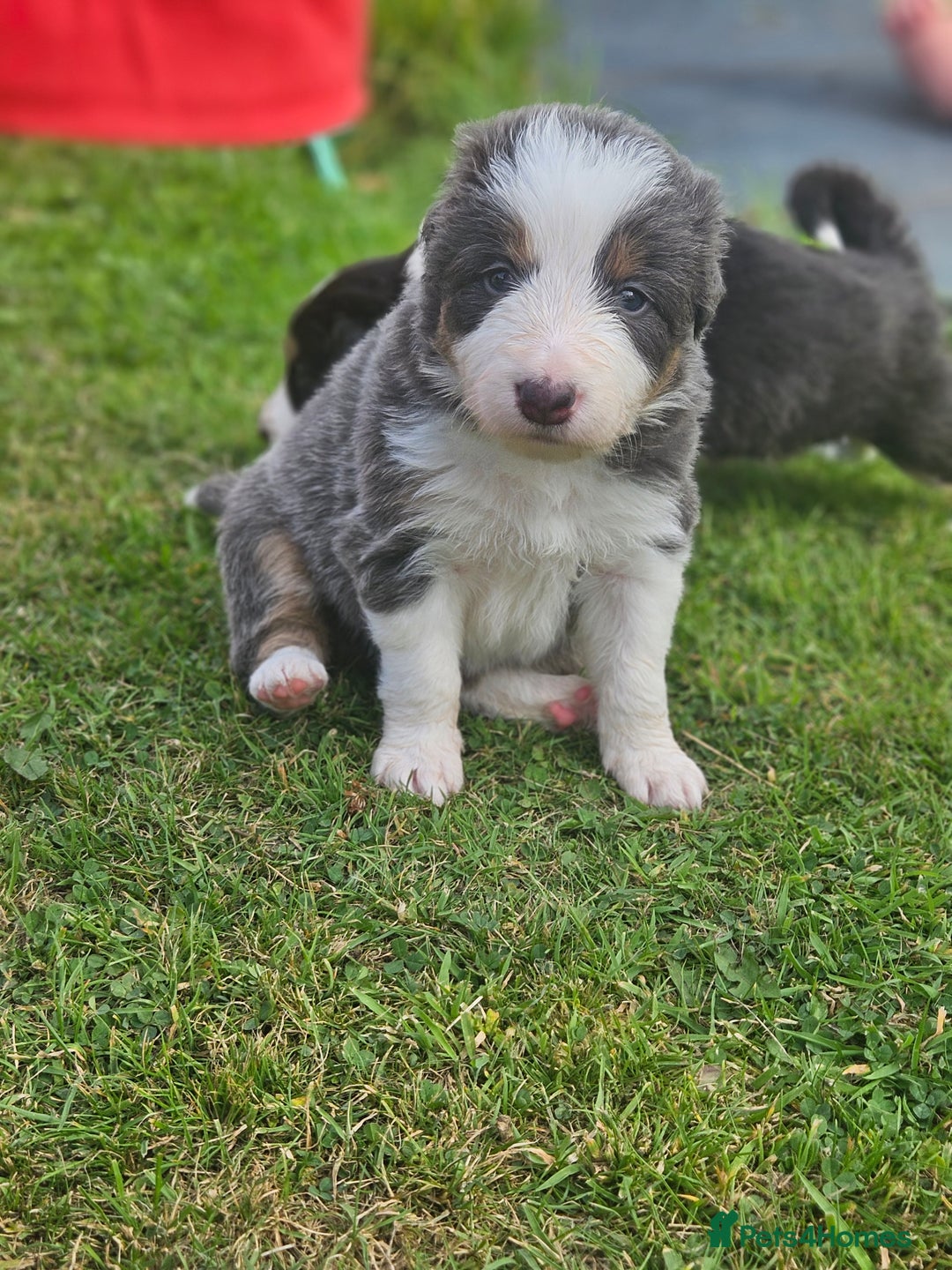 Border Collie dogs for sale: 2 border Collie Pups available  - Image 6