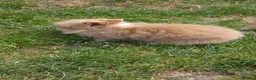 Lionhead rabbits for sale: Mini Lionhead Rabbit – Friendly 8-Week-Old Male - Advert 4