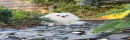 Pomeranian dogs for sale: SUPER TINY WHITE POMERANIAN BOY - Advert 25