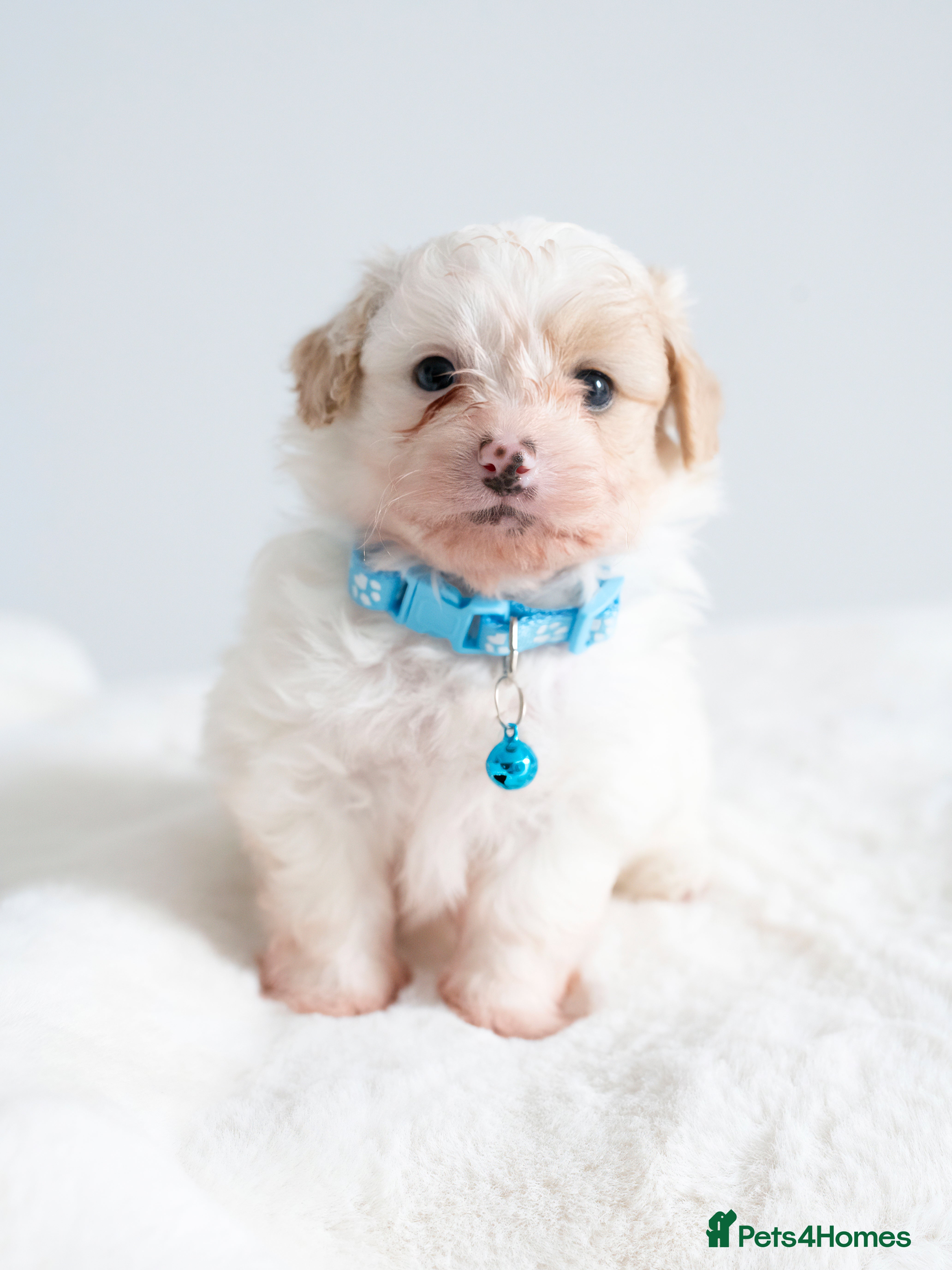 Maltipom dogs Gorgeous hypollargen puppies looking for home - Advert 2