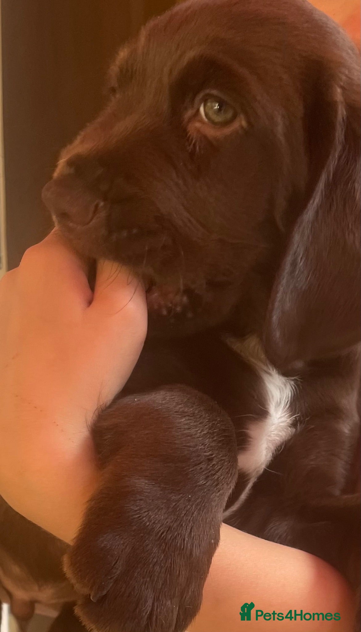 Mixed Breed dogs Litter of Working Cocker/Springador Puppies - Advert 2