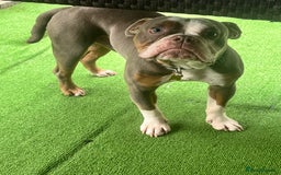 Old Tyme Bulldog dogs for sale: Old tyme bull dog male under a year old  - Image 1