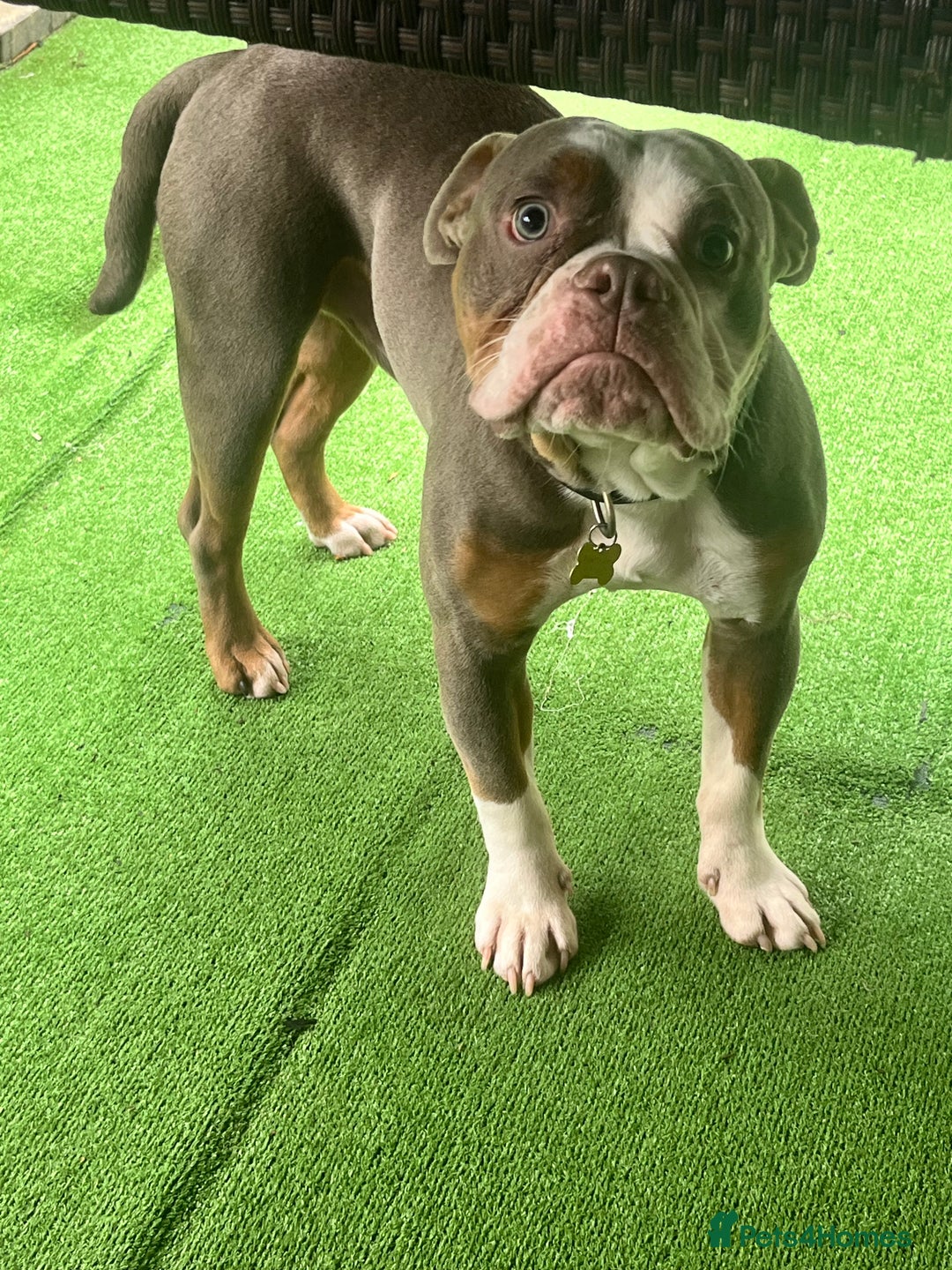 Old Tyme Bulldog dogs for sale: Old tyme bull dog male under a year old  - Image 1
