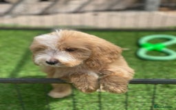 Cockapoo dogs for sale: Adorable F1 cockapoo pups NOW READY  - Image 8
