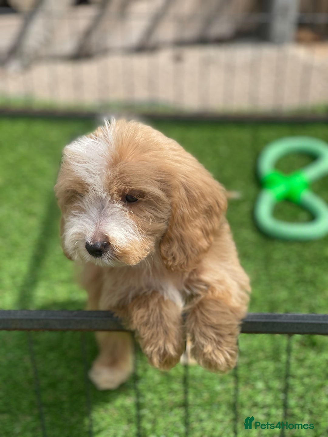 Cockapoo dogs for sale: Adorable F1 cockapoo pups NOW READY  - Image 8