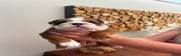English Bulldog dogs for sale: Champion Sired KC Bulldog Puppies in Manchester - Advert 9