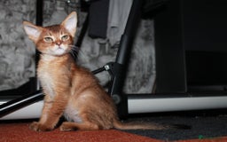 Chausie cats for sale: Adorable Chausie Kittens – 2 males & 1 female - Image 6