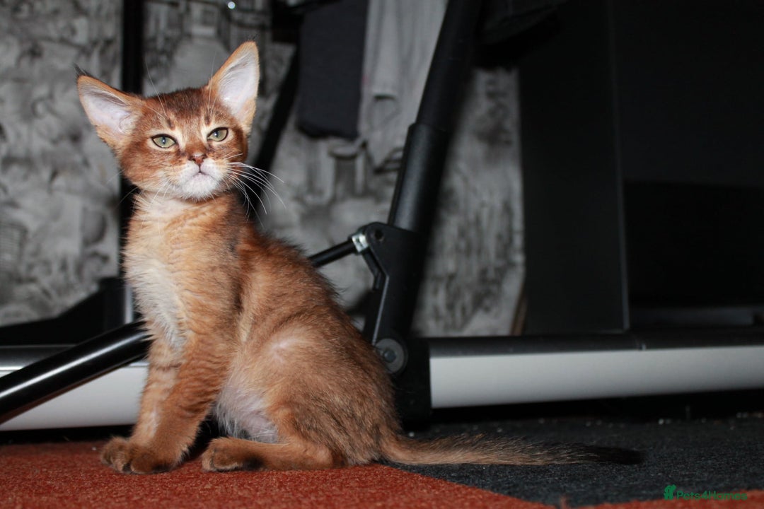 Chausie cats for sale: Adorable Chausie Kittens – 2 males & 1 female - Image 6