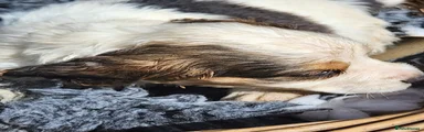 Sprocker 3