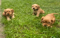 Cocker Spaniel dogs for sale: KC Reg Show Type Golden Cocker Spaniel puppies - Image 5