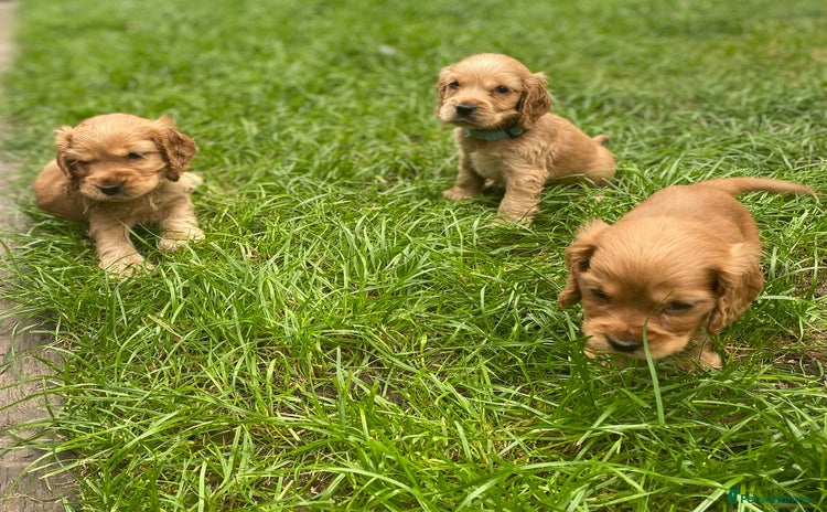 Cocker Spaniel dogs - Advert 9