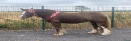 Irish Cob horses for sale: 13.3 bum high 6 year old mare - Advert 4