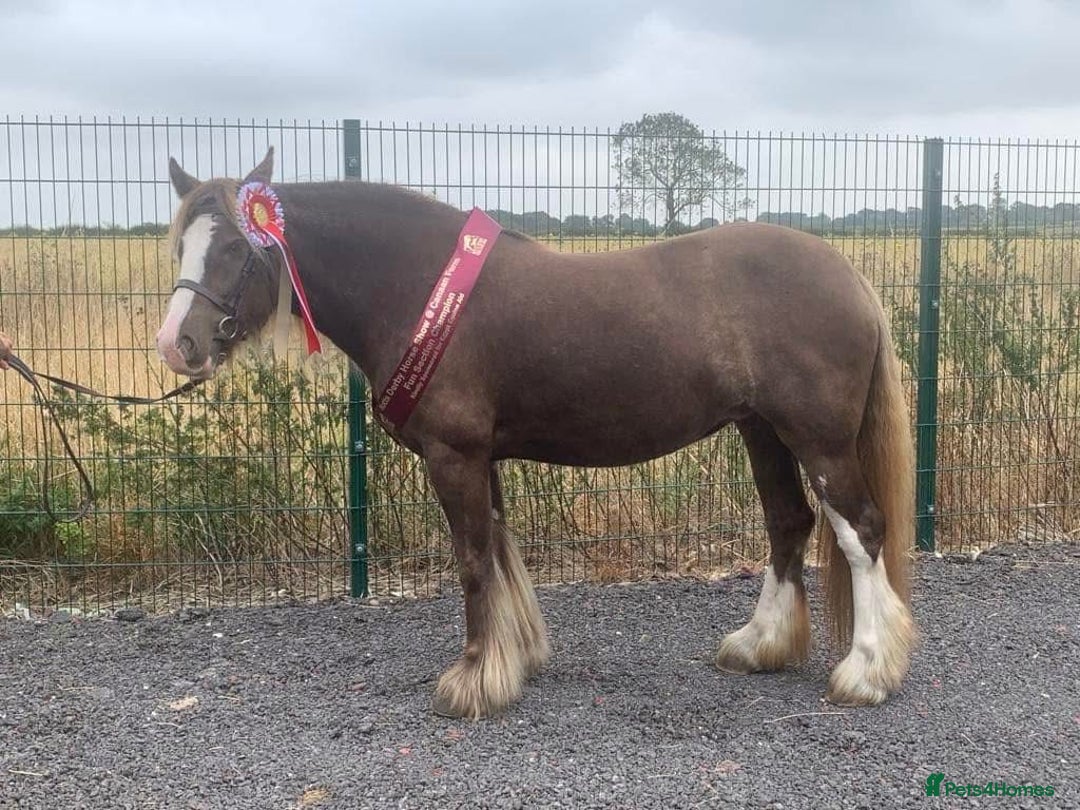 Irish Cob horses for sale: 13.3 bum high 6 year old mare - Advert 4