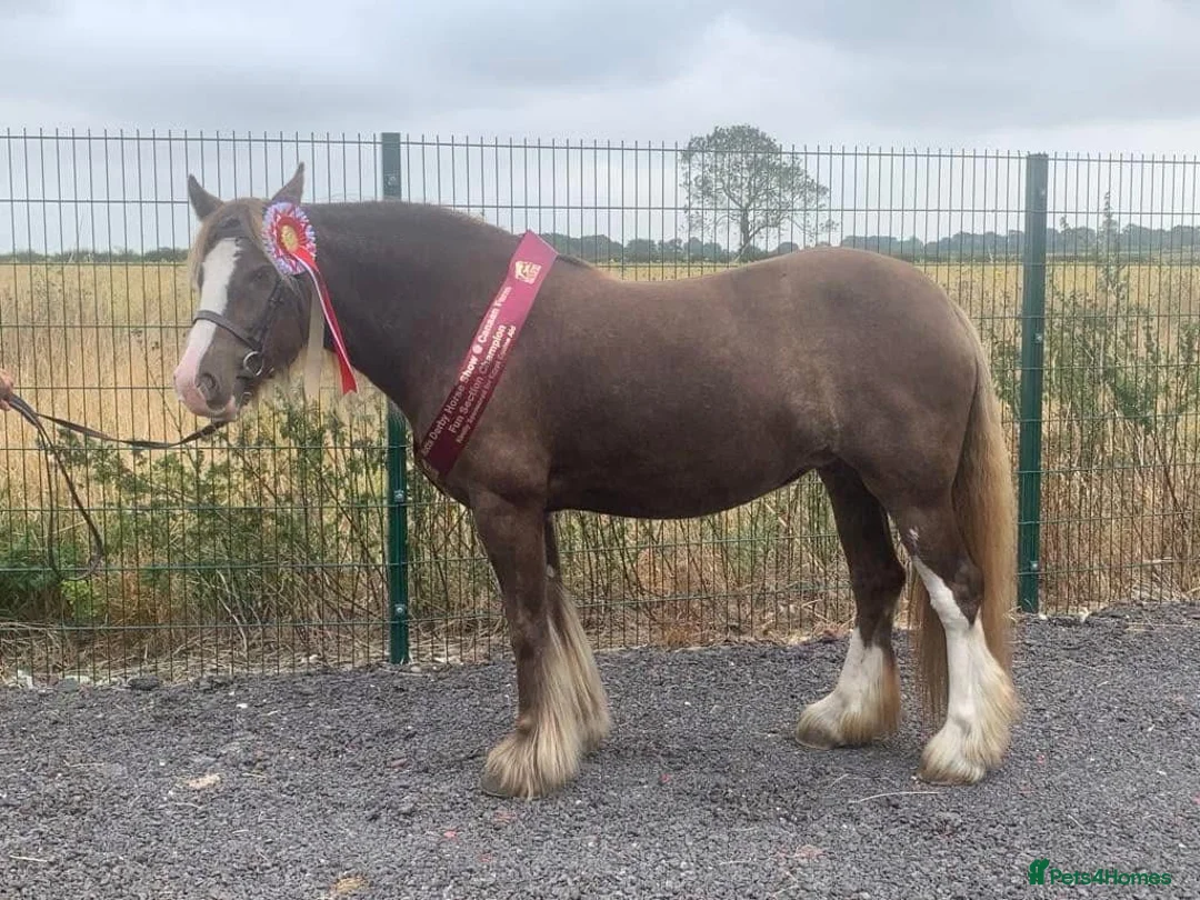 Irish Cob horses for sale: 13.3 bum high 6 year old mare - Advert 4