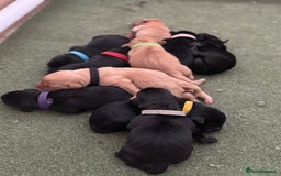 Labrador Retriever dogs for sale: Stunning Well Breed Black/Fox Red Puppies For Sale - Image 2