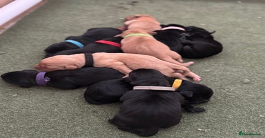 Labrador Retriever dogs - Advert 6