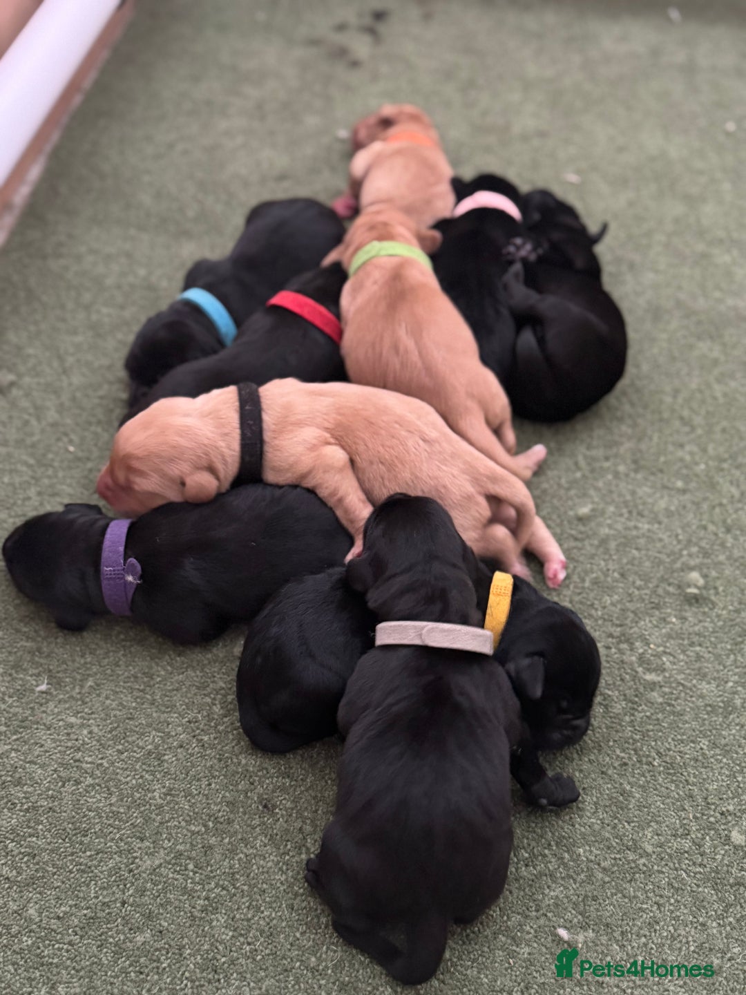 Labrador Retriever dogs for sale: Stunning Well Breed Black/Fox Red Puppies For Sale - Image 2