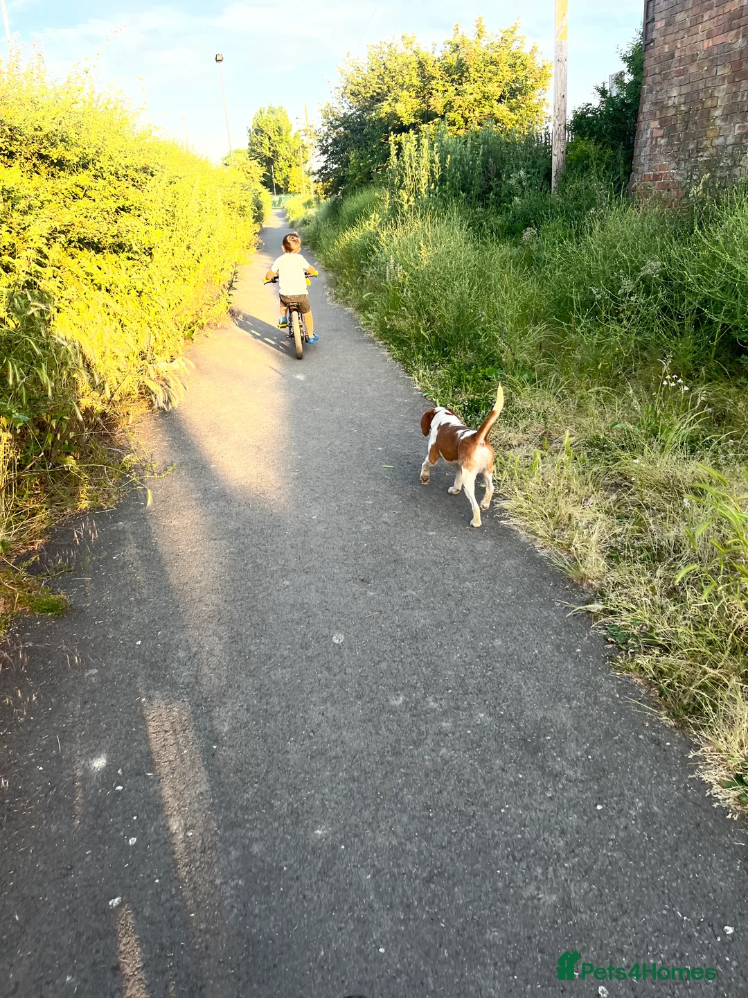 Beagle dogs for stud: Rocko pure beagle stud  in Doncaster - Advert 11